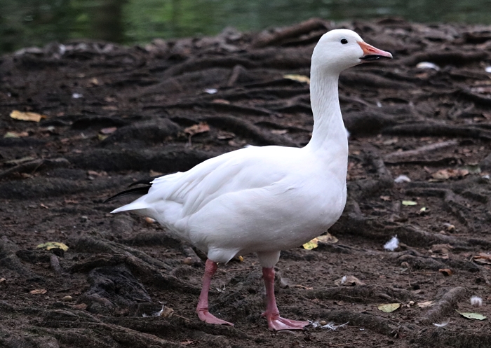Greater snow goose (Anser caerulescens atlanticus)