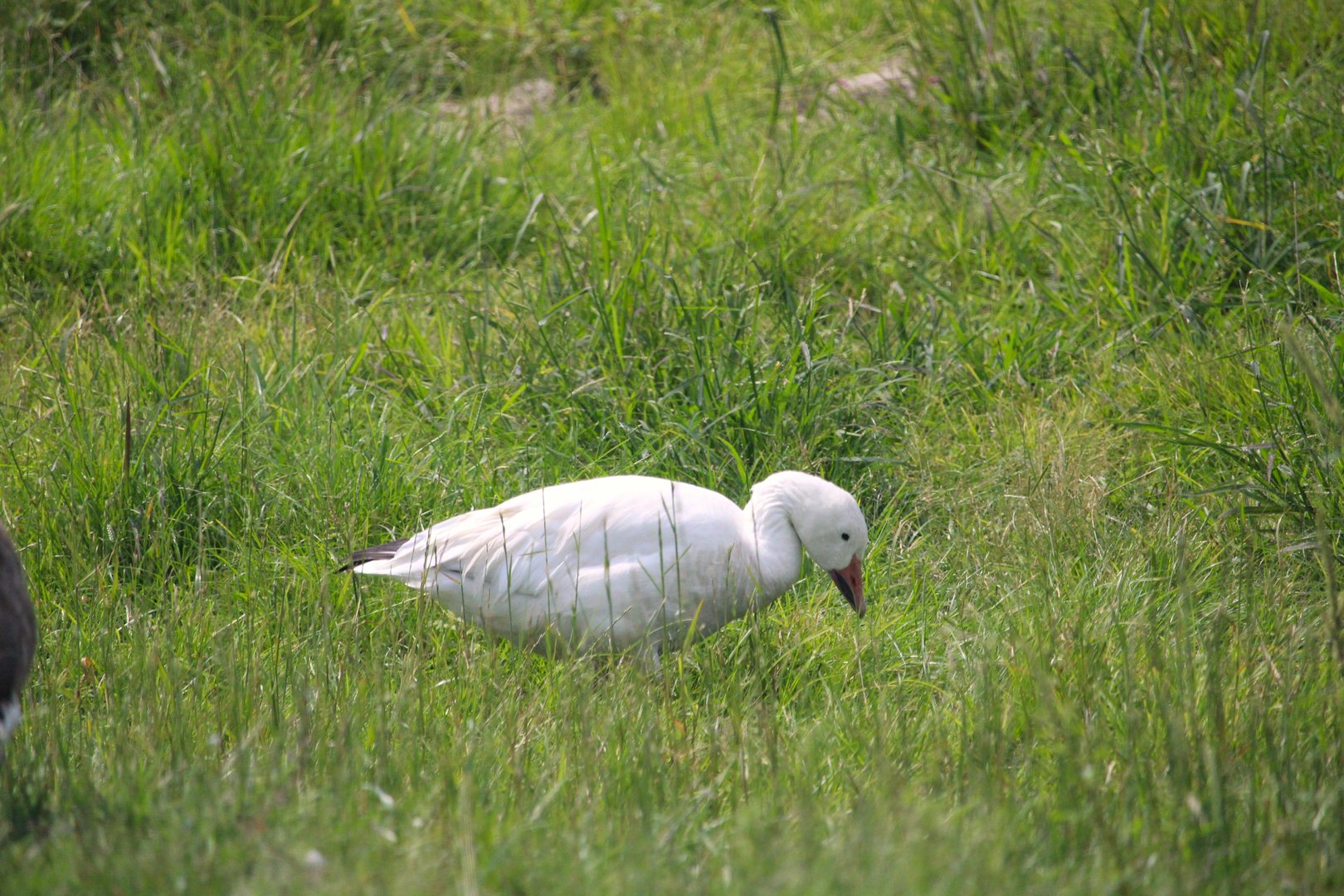 Greater Snow Goose