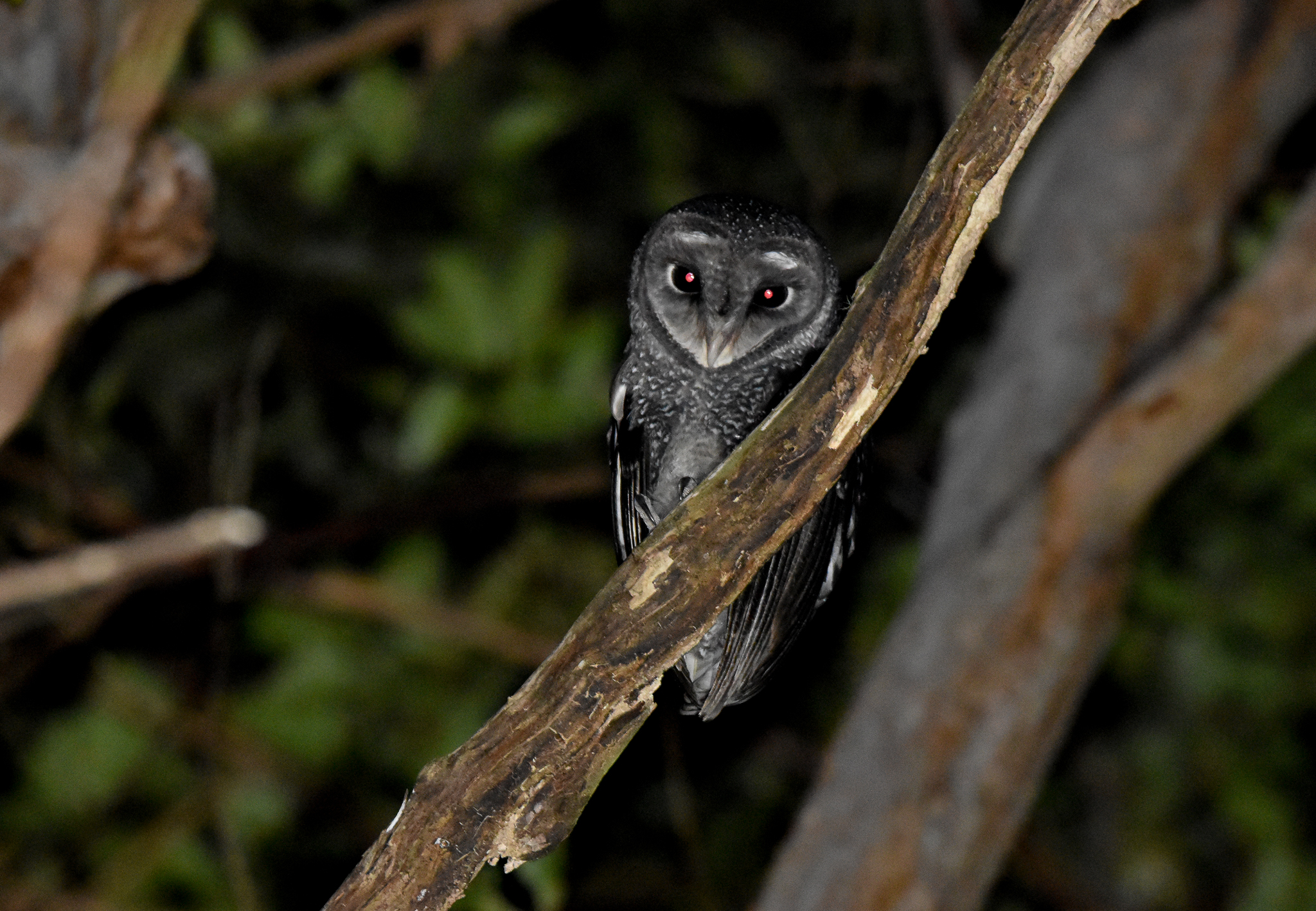 Greater Sooty Owl