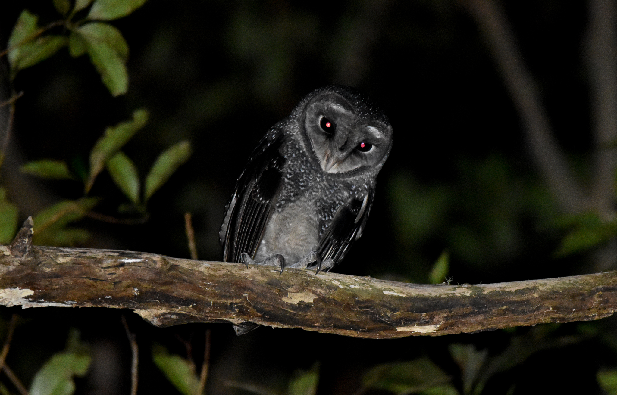 Greater Sooty Owl
