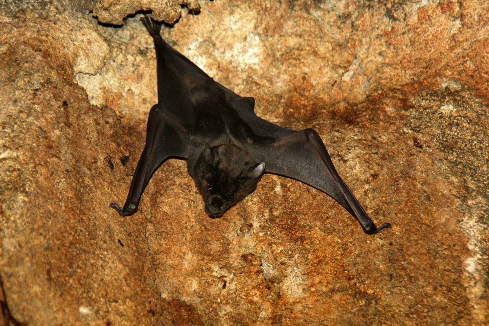 greater spear-nosed bat (Phyllostomus hastatus) 2010