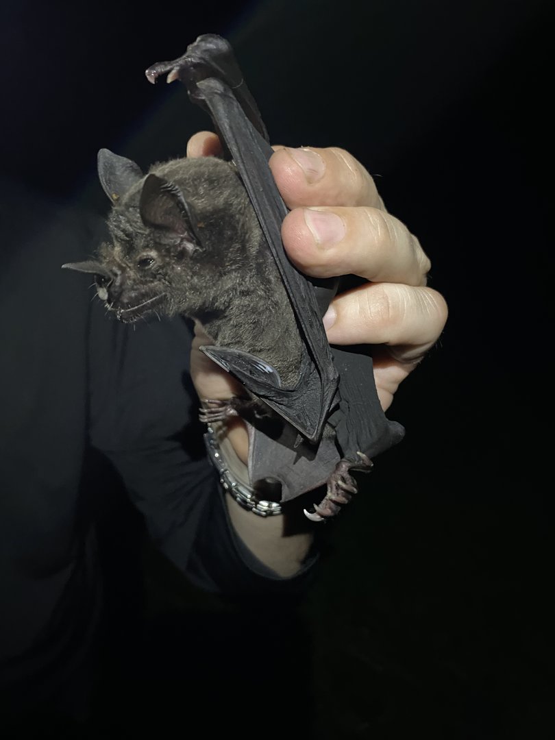 Greater Spear-nosed Bat (Phyllostomus hastatus)