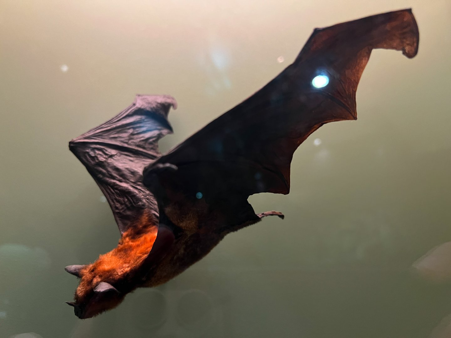 Greater Spear Nosed Bat