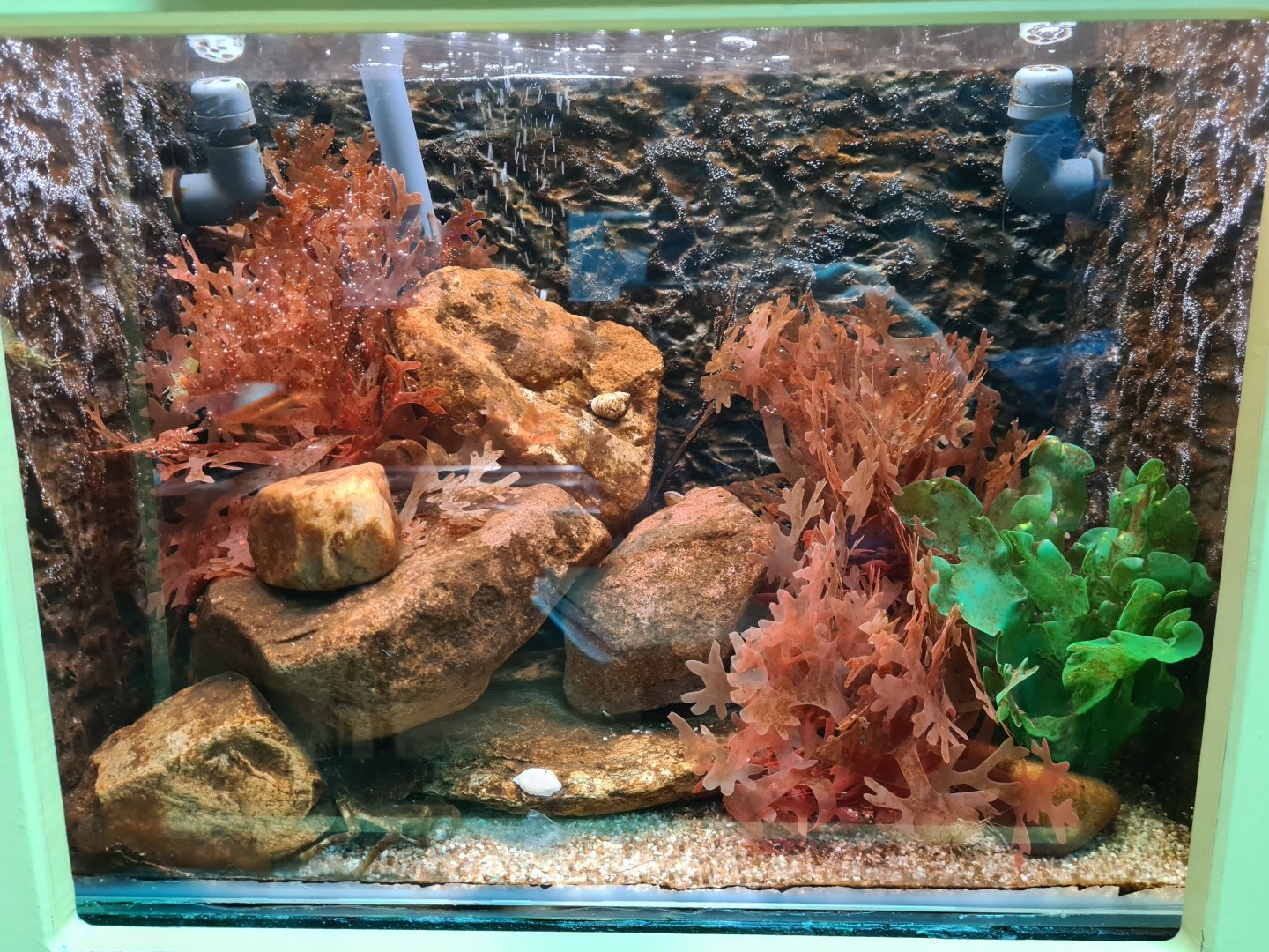 Greater spider crab and Common prawn tank