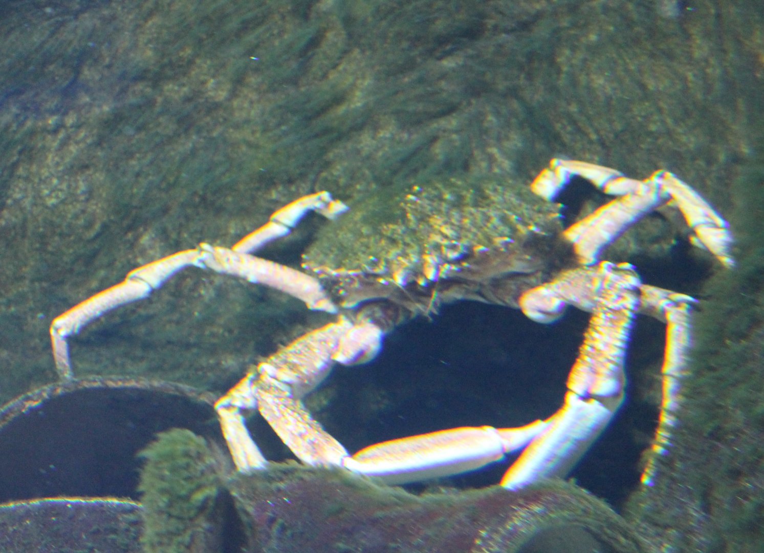 Greater spider crab