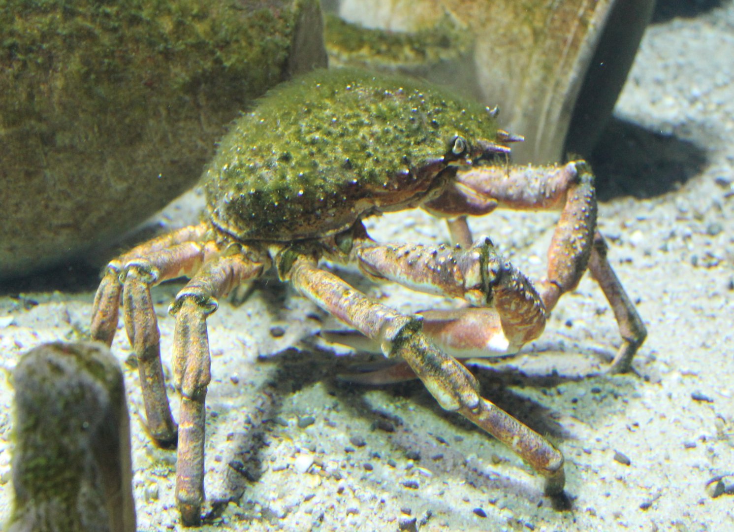 Greater spider crab