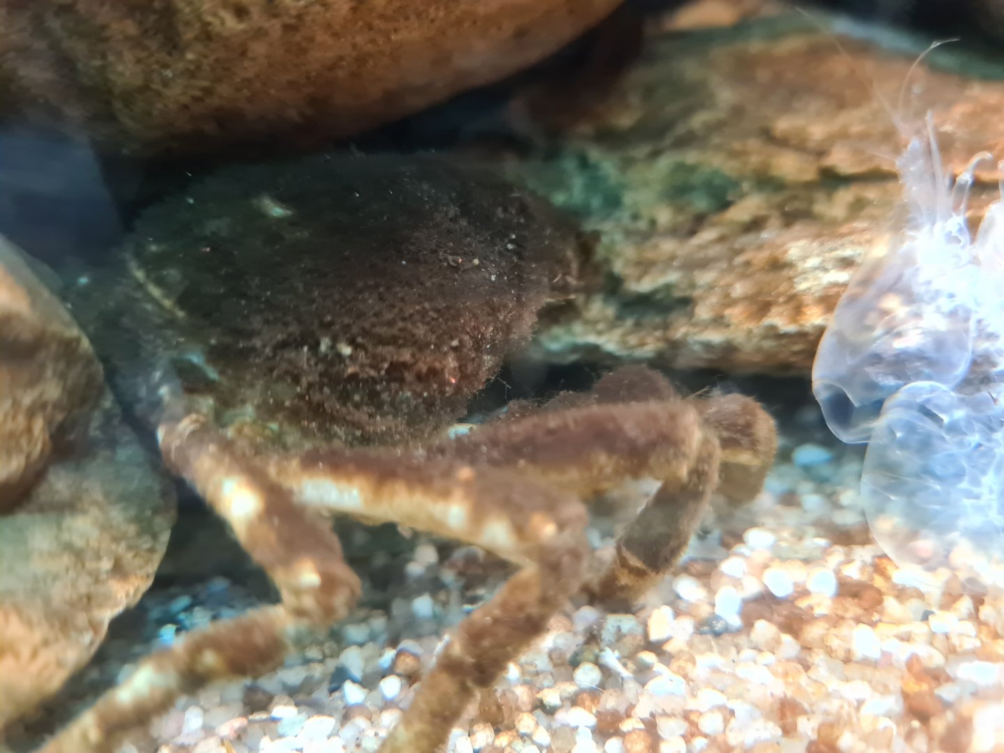 Greater spider crab