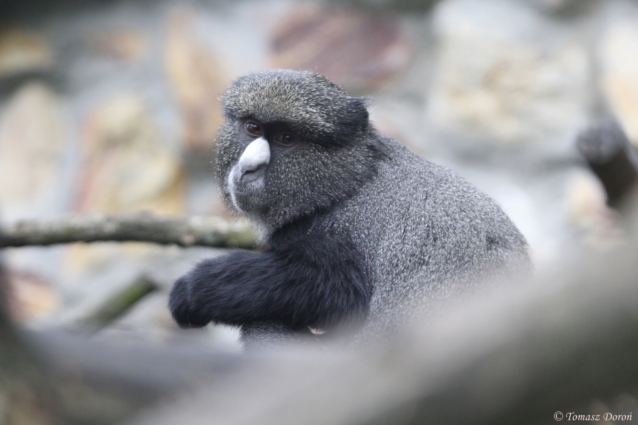 Greater Spot-nosed Guenon (Cercopithecus n. nictitans)