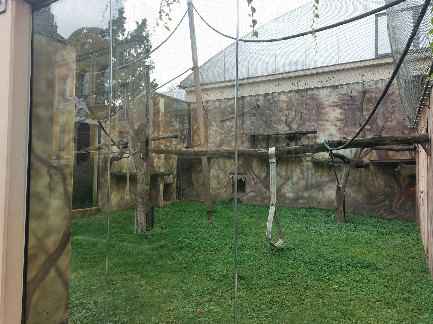 Greater spot-nosed guenon exhibit