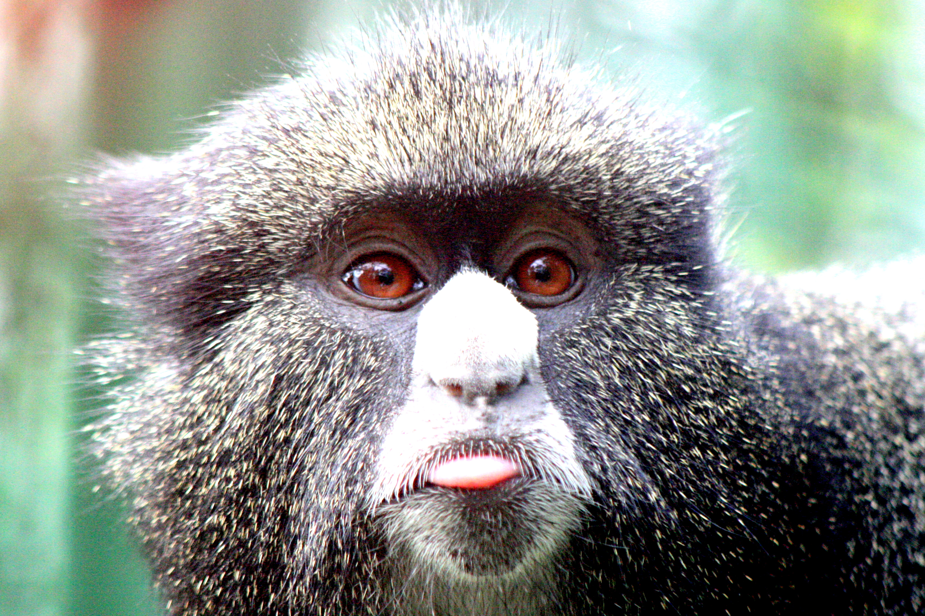 Greater spot-nosed guenon; Wroclaw; 11th September 2017