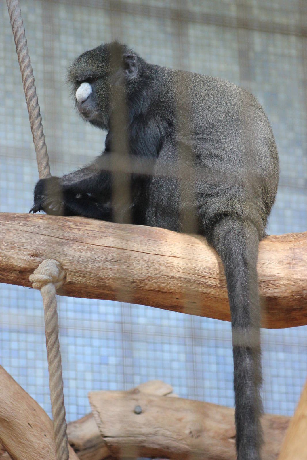 Greater spot-nosed guenon