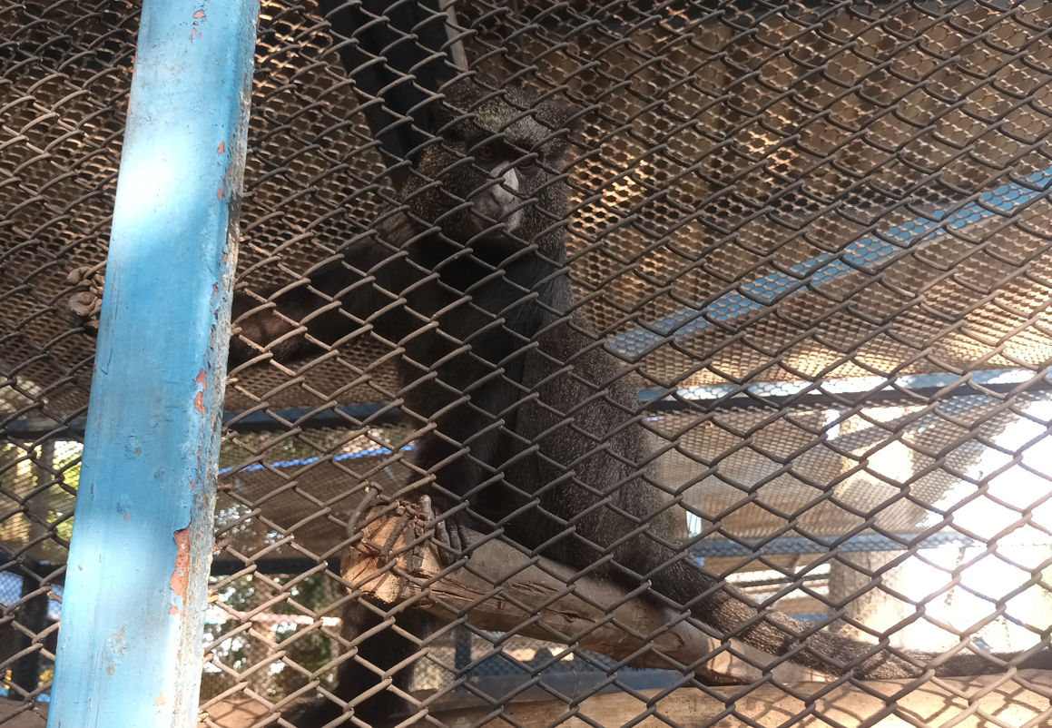 Greater spot-nosed monkey at Zoo garden River8