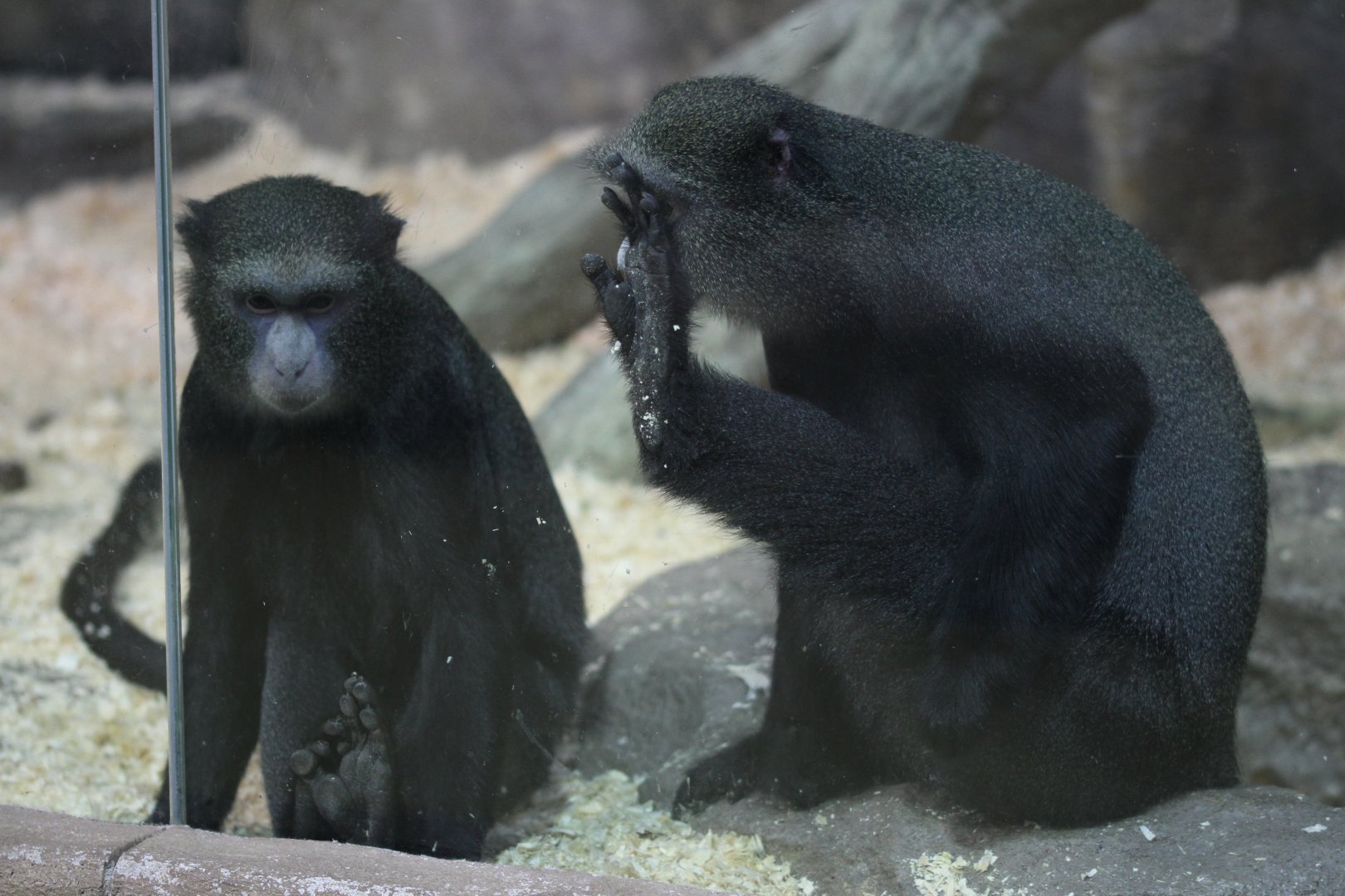 Greater spot-nosed monkey (Cercopithecus nictitans)