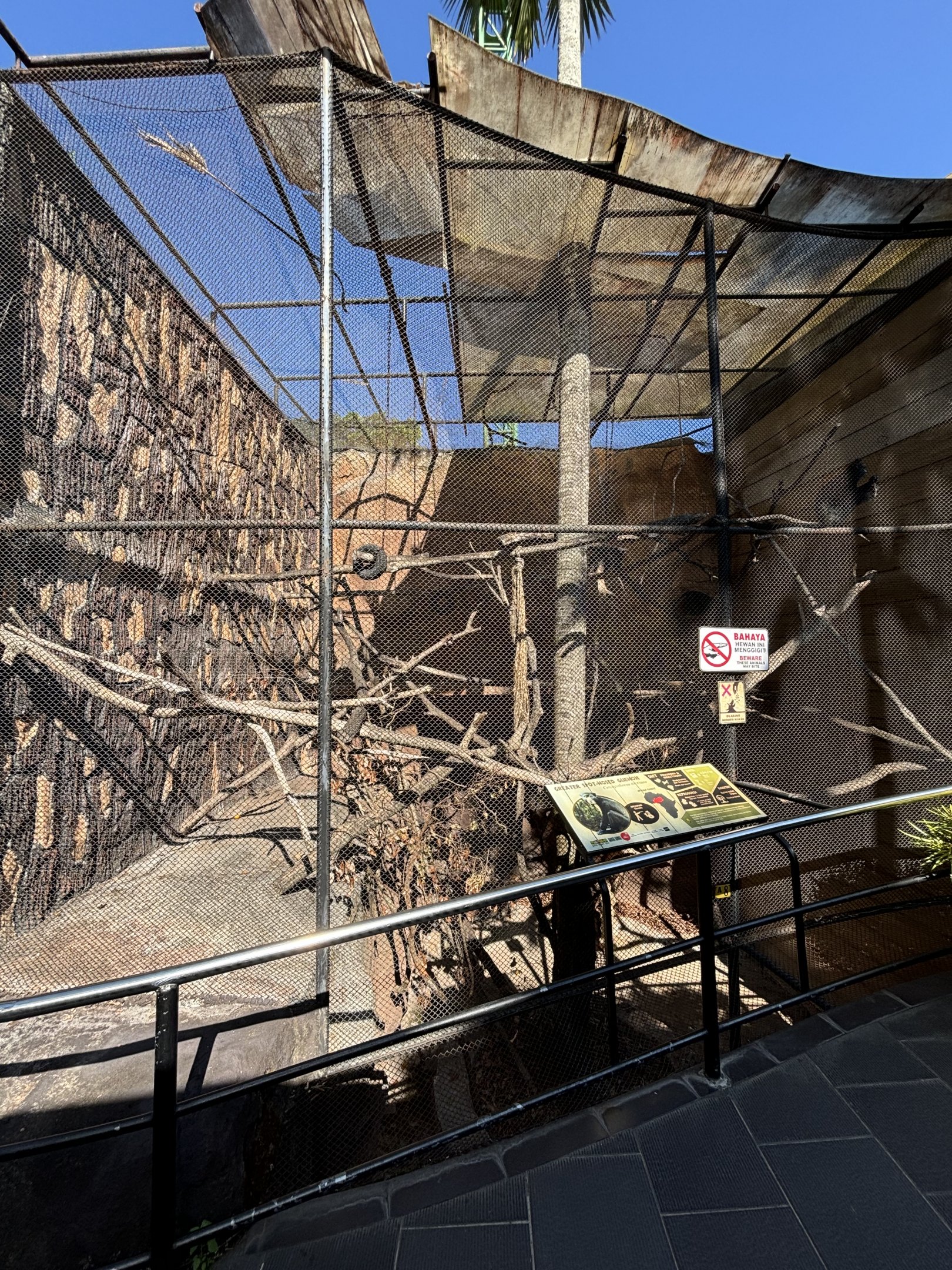 Greater Spot-nosed Monkey Exhibit