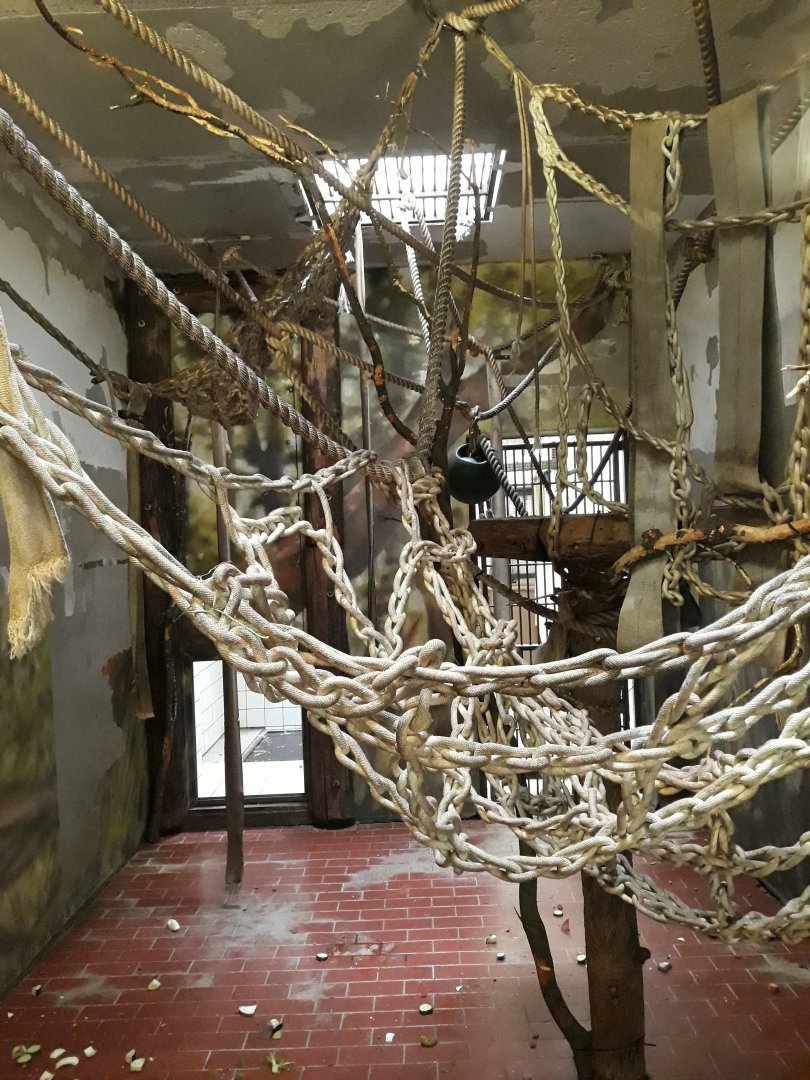 Greater spot-nosed monkey indoor exhibit