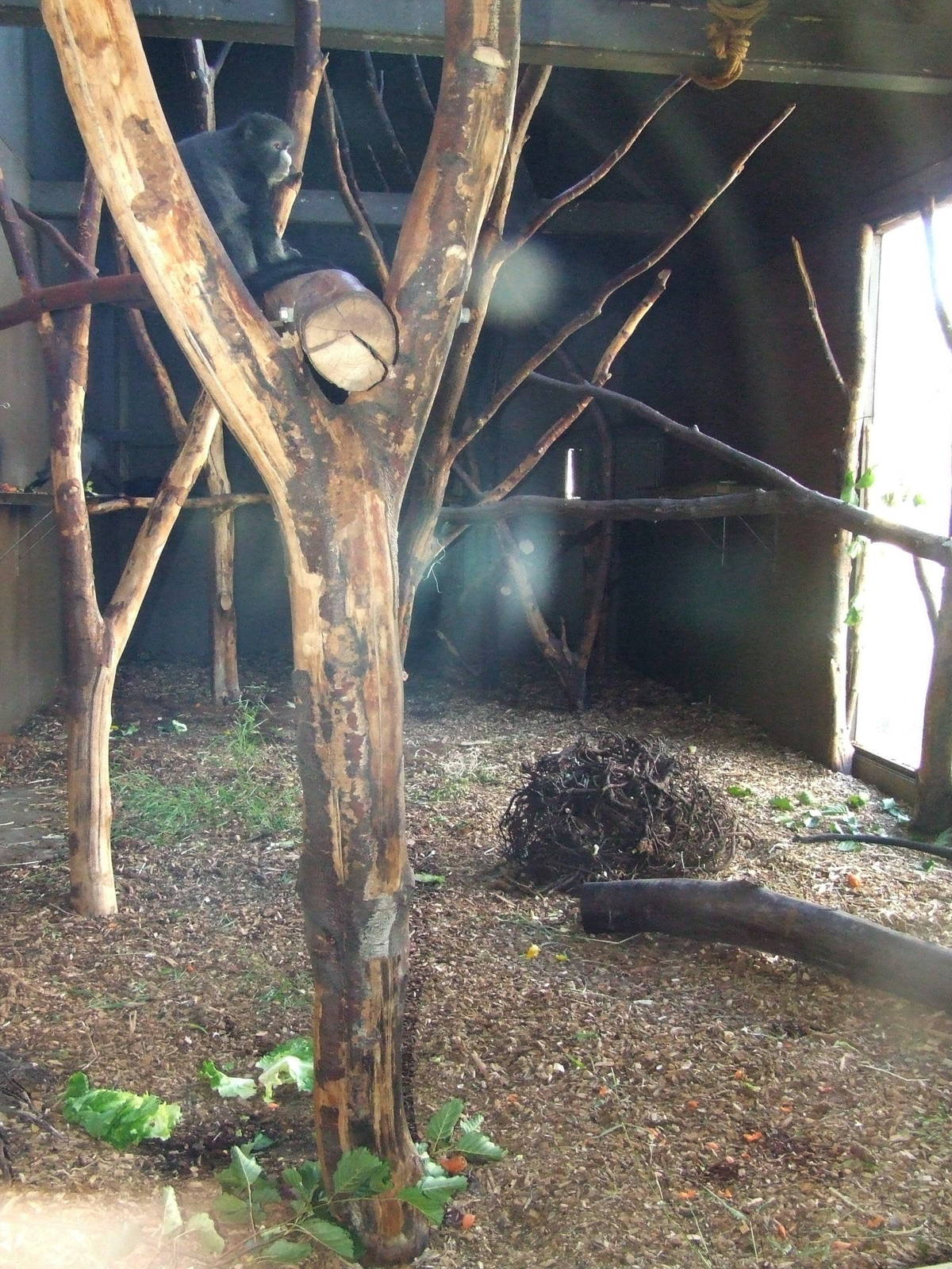 Greater Spot-nosed Monkey indoor exhibit