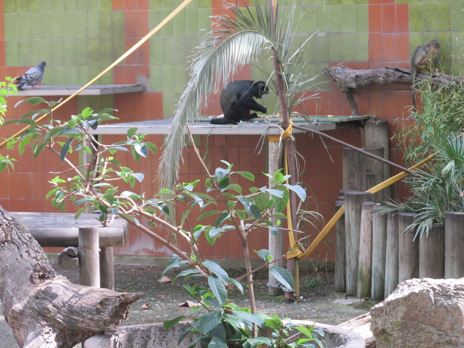 Greater spot nosed monkey or putty nosed guenon barcelona zoo