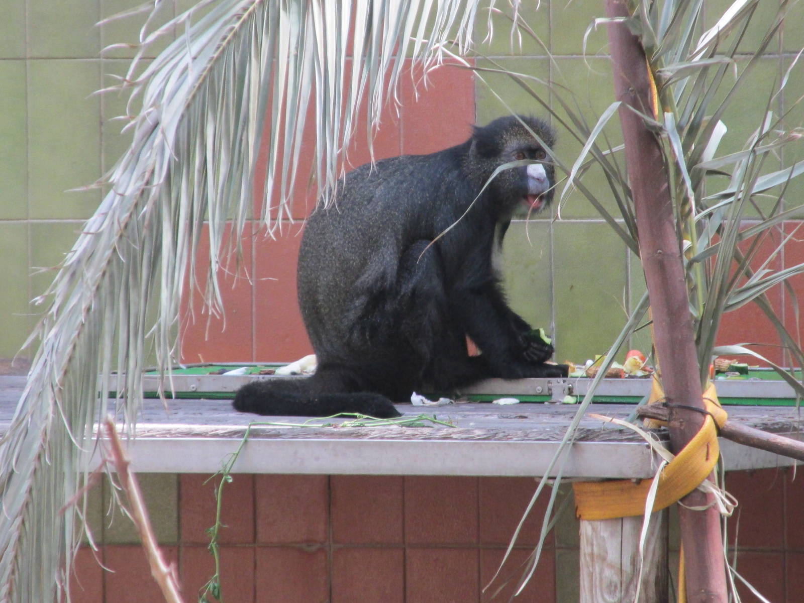 Greater spot nosed monkey or putty nosed guenon barcelona zoo