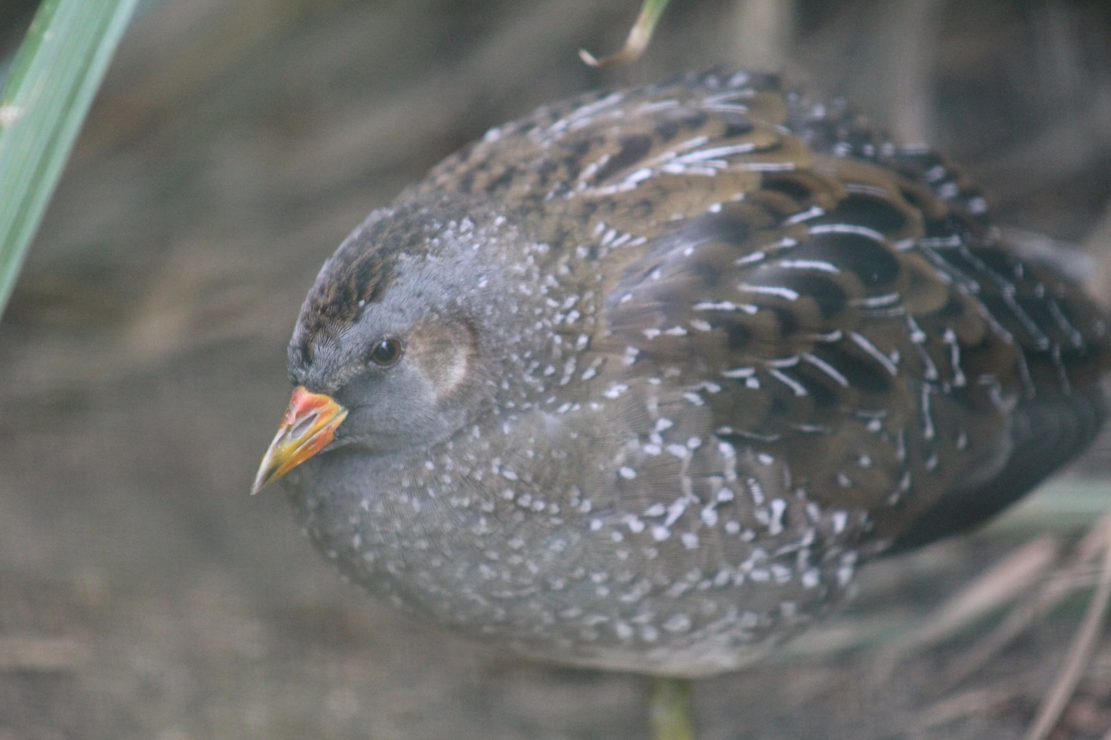 Greater Spotted Crake