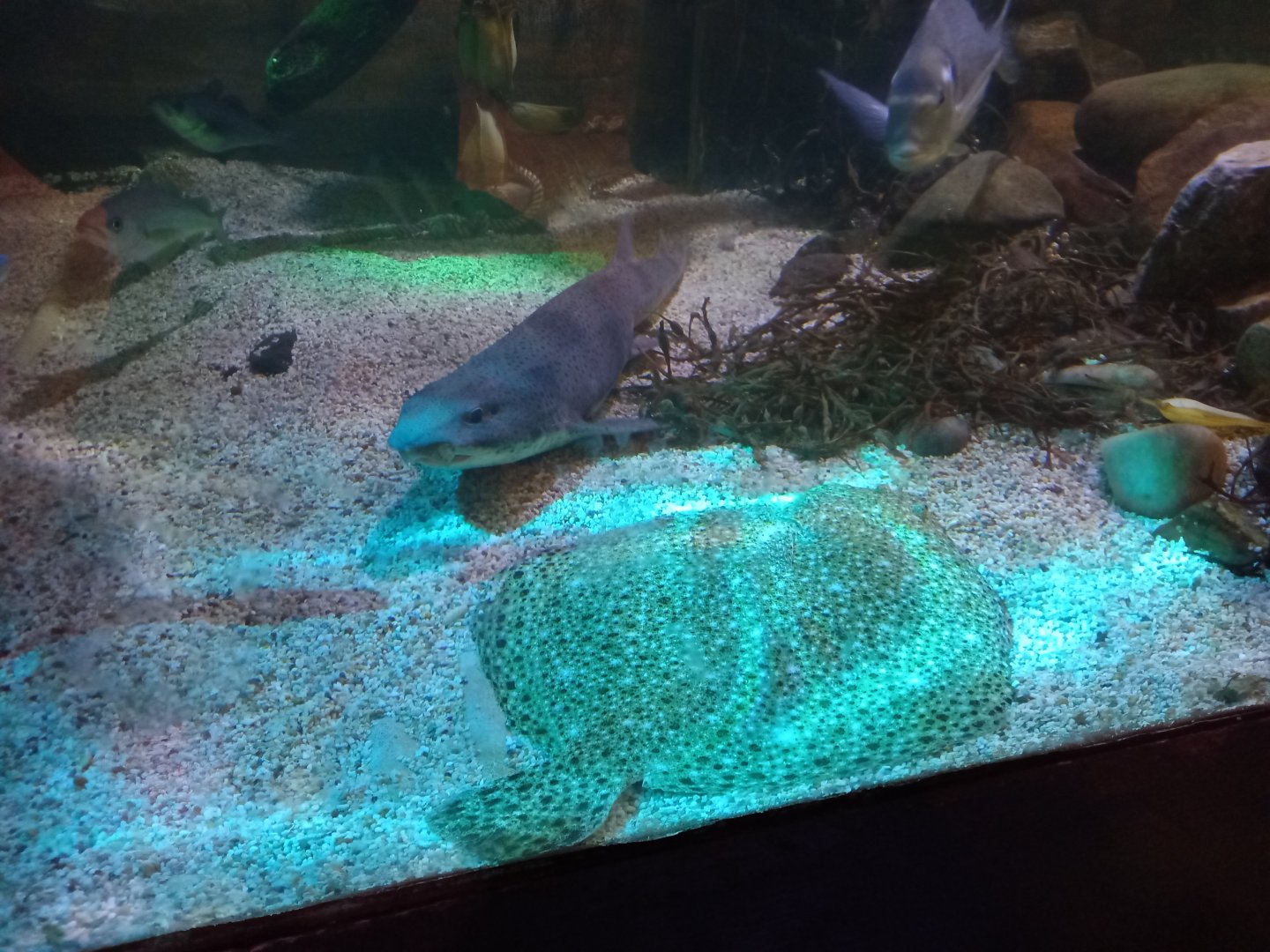 Greater Spotted Dogfish and Turbot