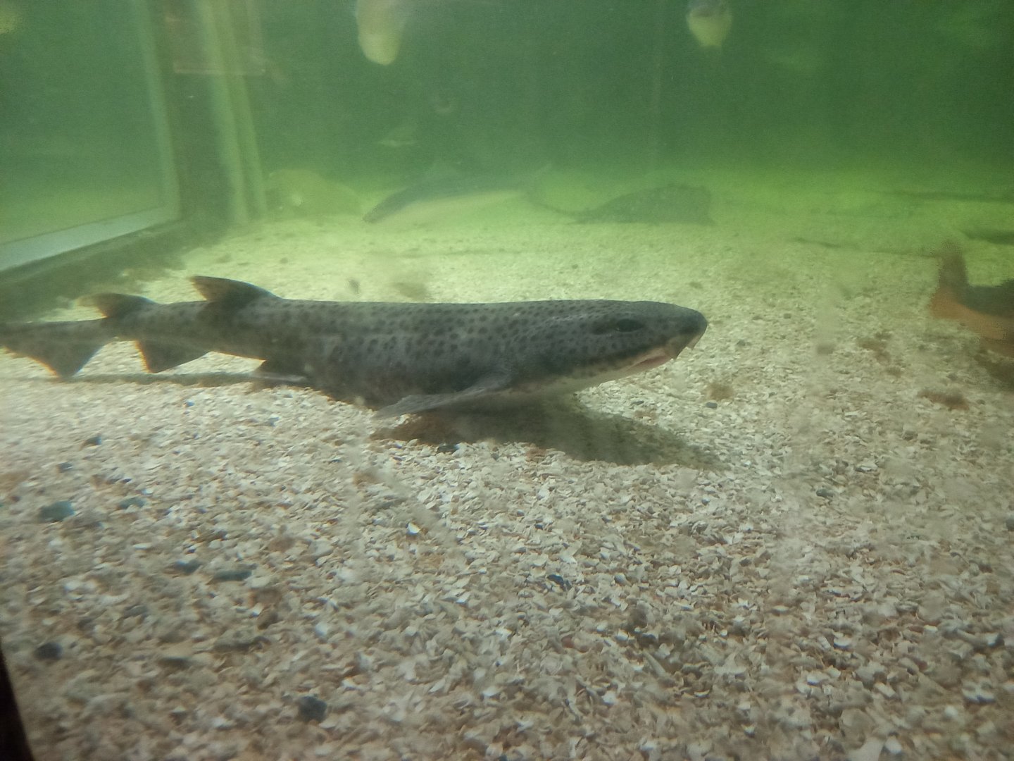 Greater Spotted Dogfish