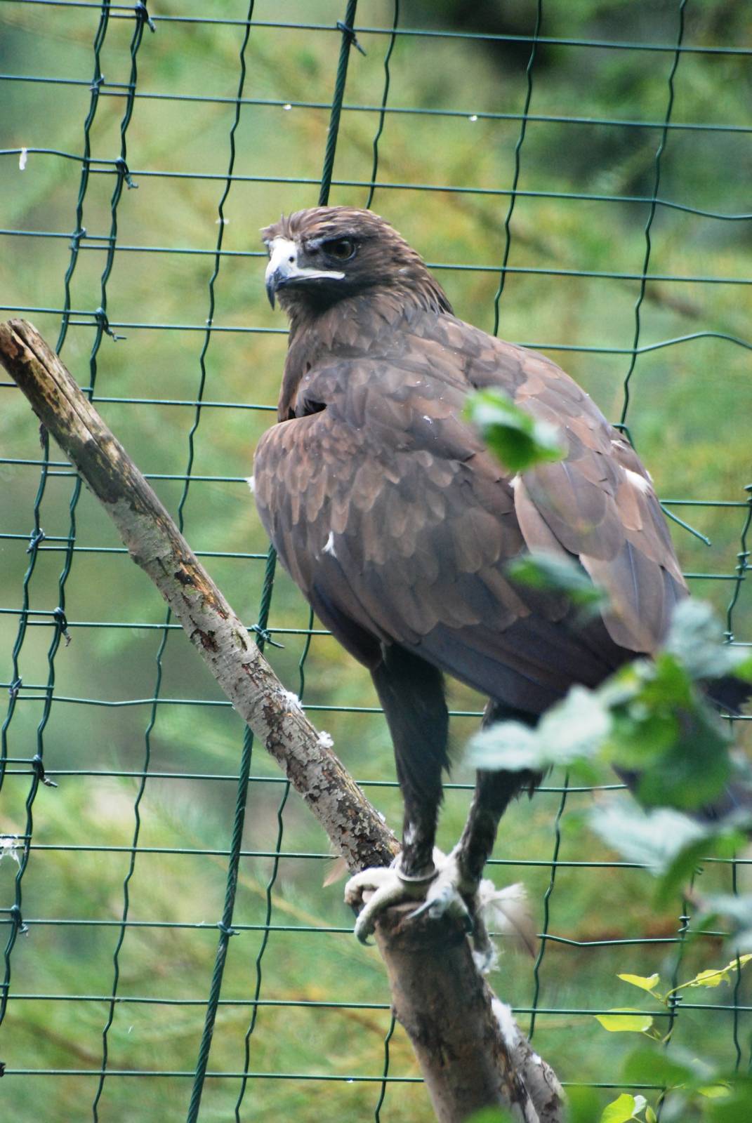 Greater Spotted Eagle at Pilsen, 01/09/12