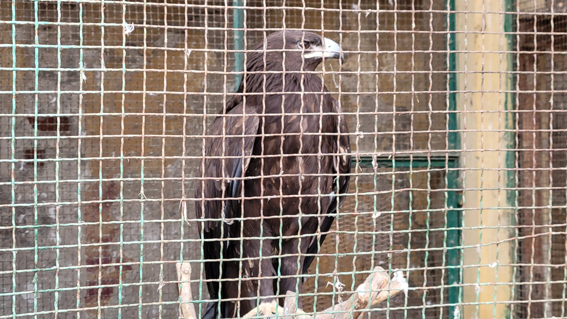 Greater Spotted Eagle - Dec 2023