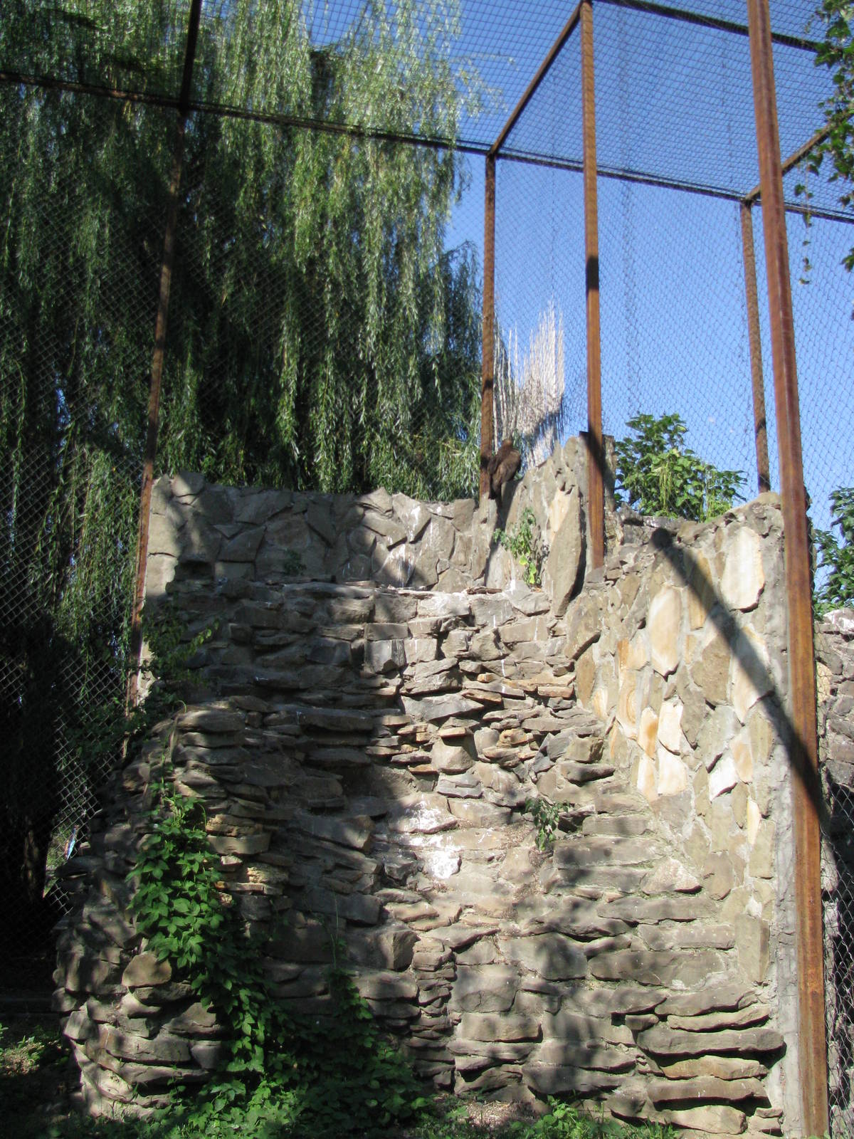 Greater spotted eagle exhibit