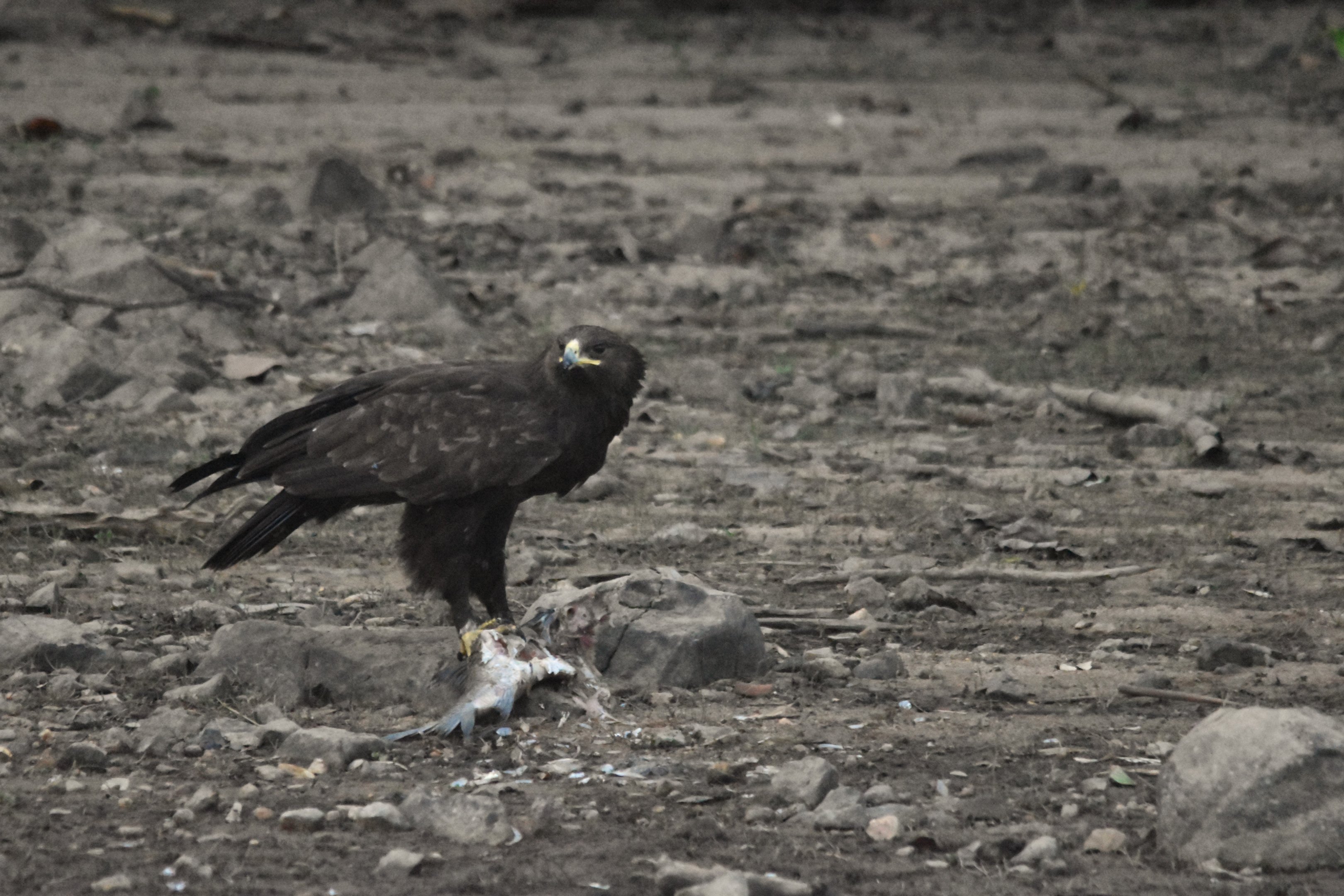 Greater Spotted Eagle, Kabini River, 21st November 2024