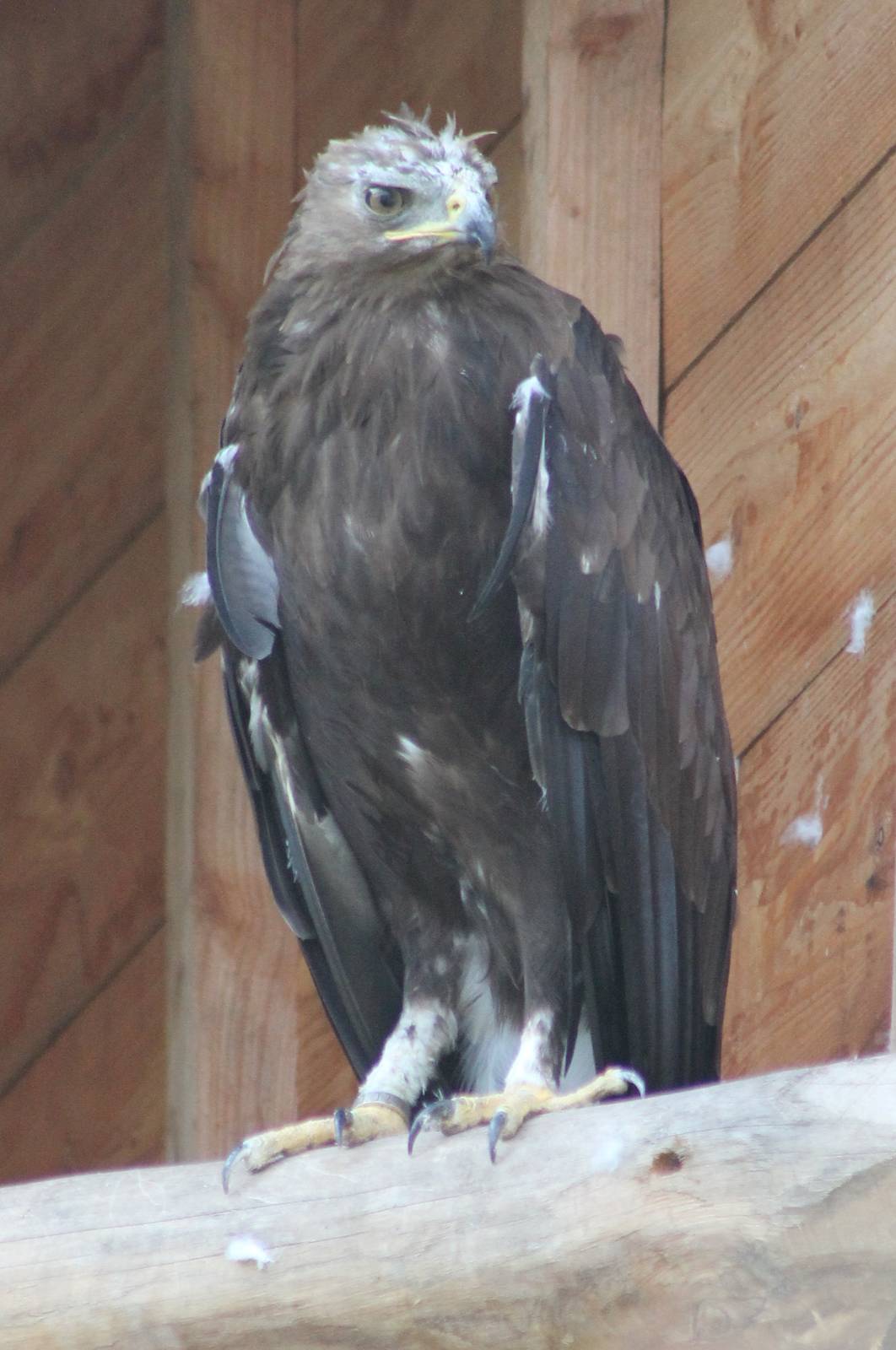 Greater spotted eagle