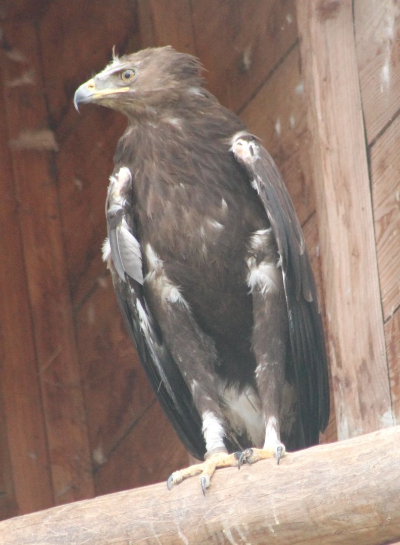 Greater spotted eagle