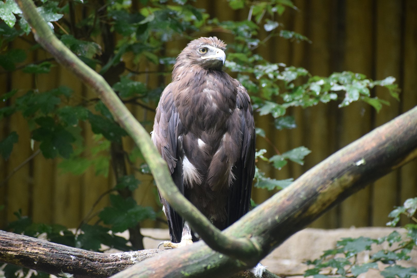 Greater spotted eagle