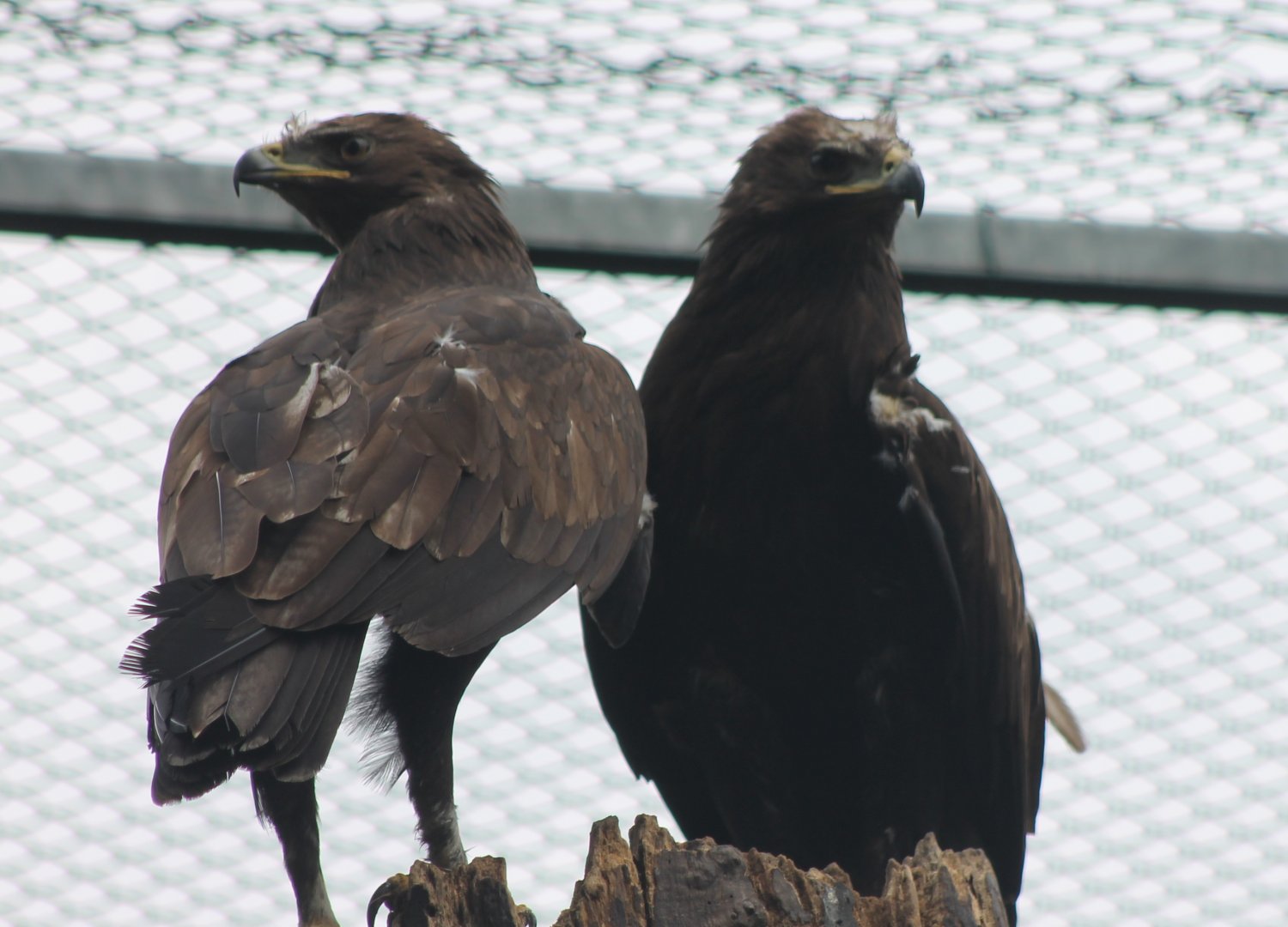 Greater spotted eagles