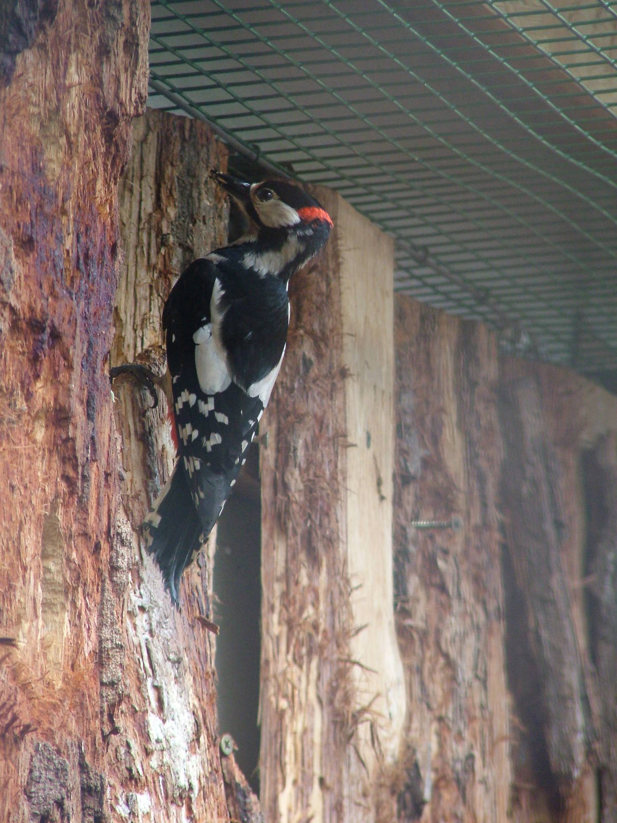 Greater Spotted Woodpecker at Ohrada, 26/05/10