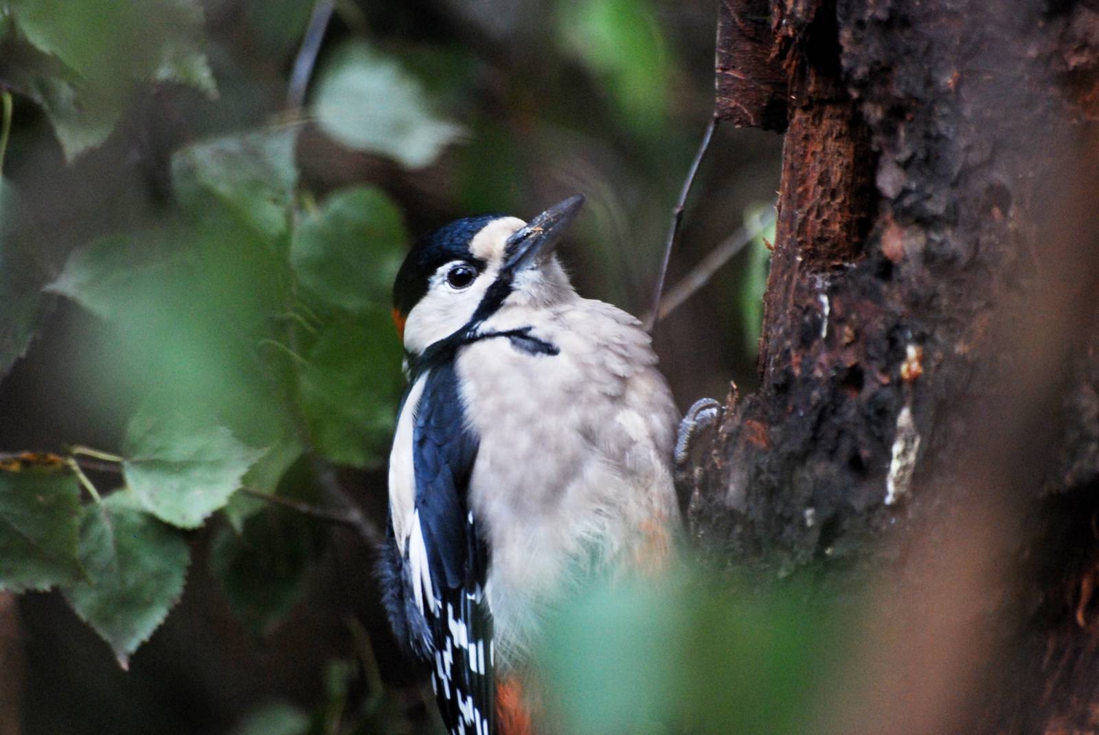 Greater Spotted Woodpecker at Pilsen, 01/09/12