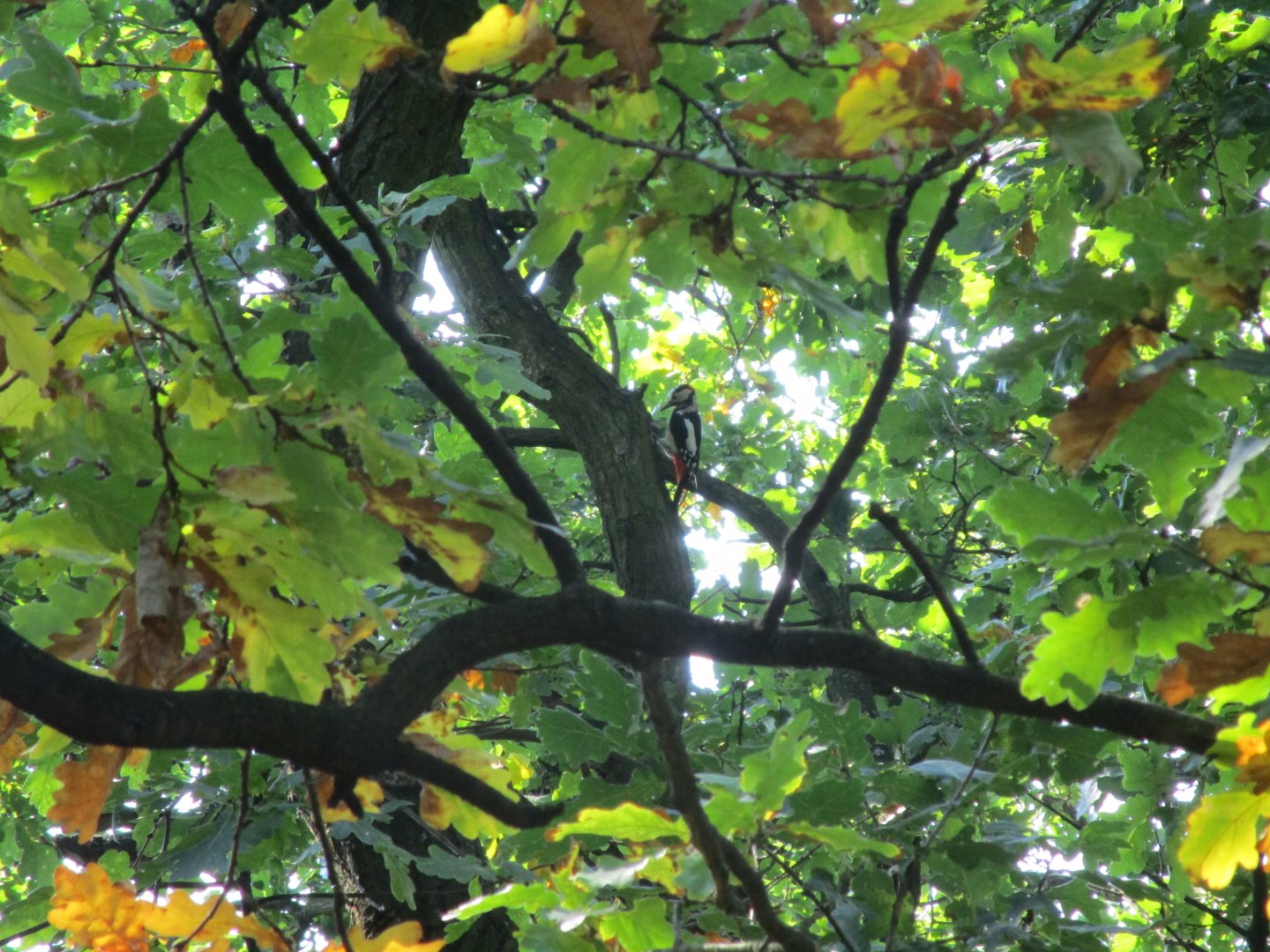 Greater Spotted Woodpecker - Wild