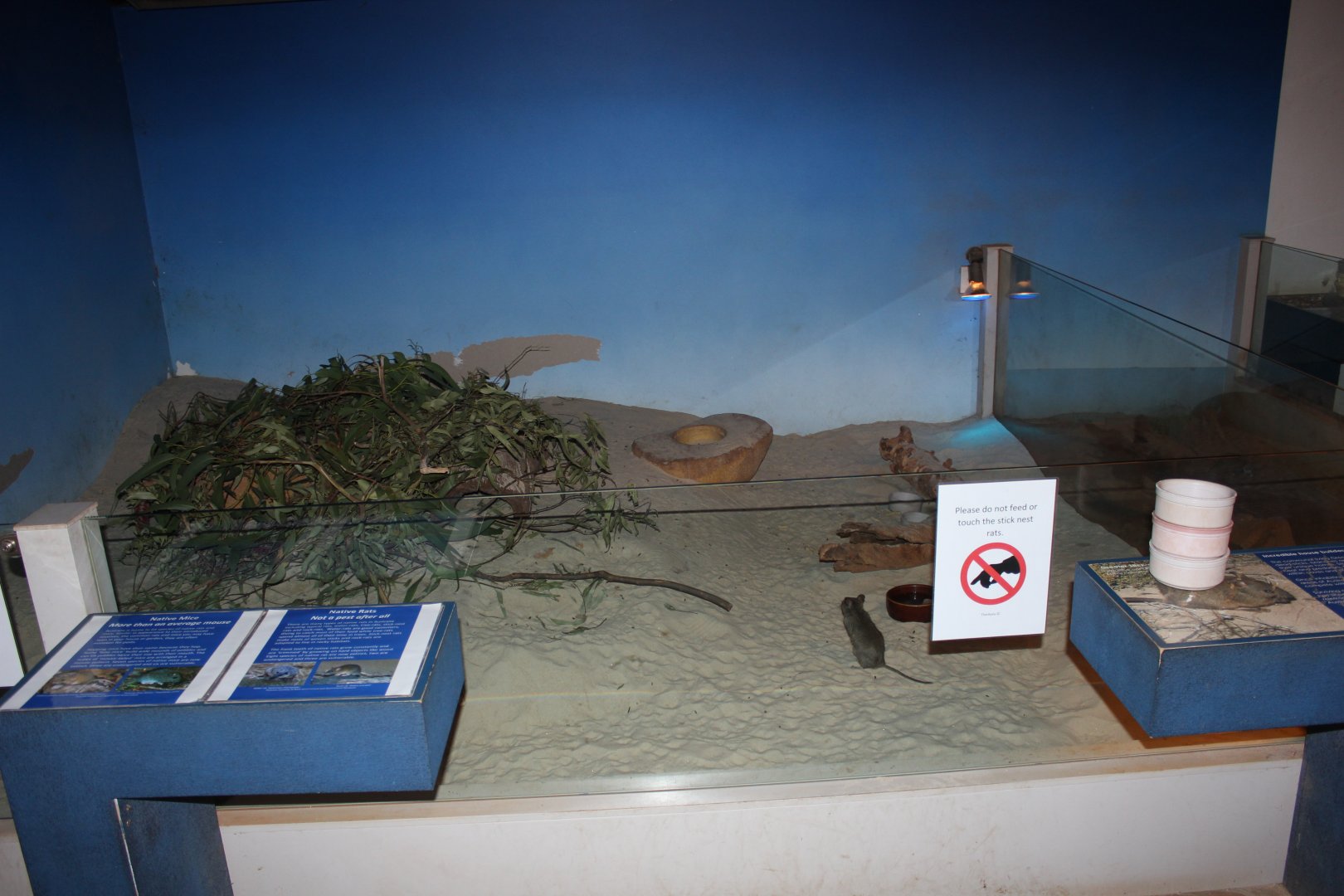 Greater Stick-nest Rat enclosure