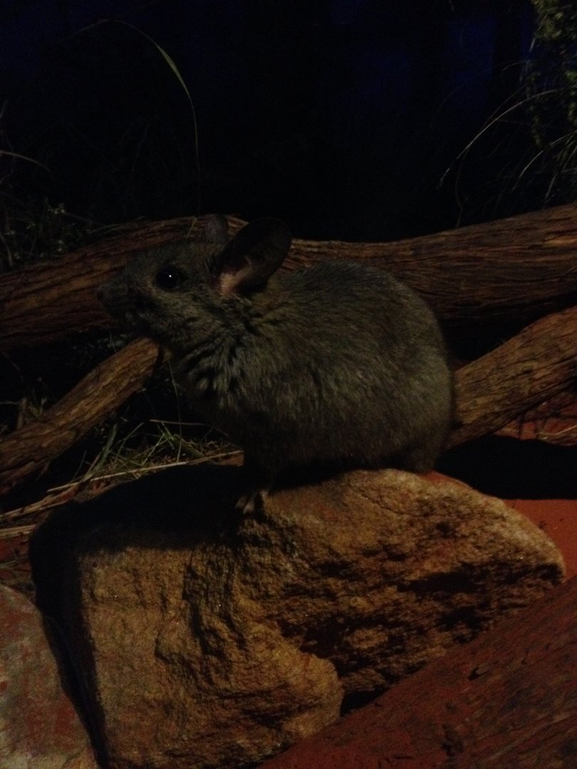 Greater Stick-nest Rat (Leporillus conditor)