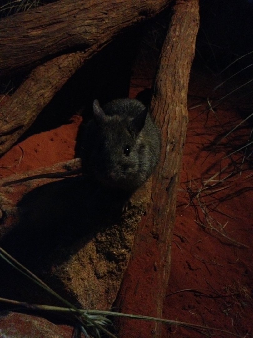 Greater Stick-nest Rat (Leporillus conditor)
