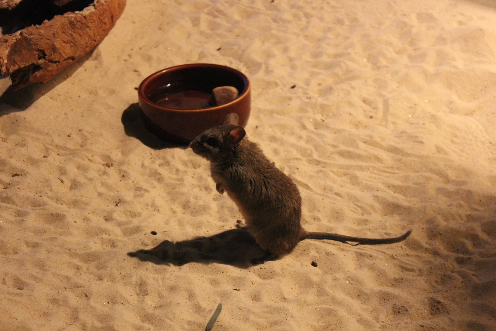 Greater Stick-nest Rat (Leporillus conditor)