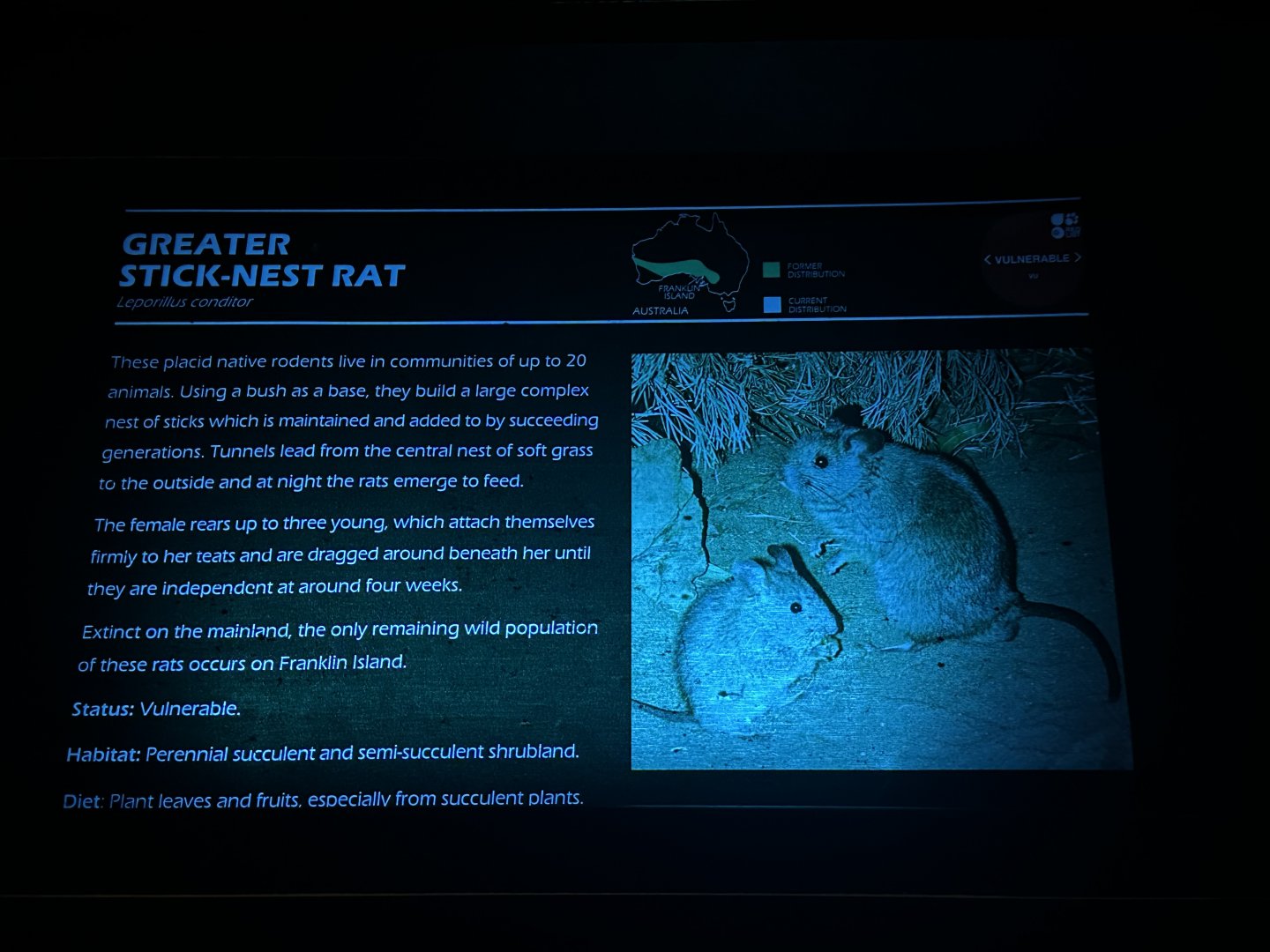 Greater stick nest rat signage