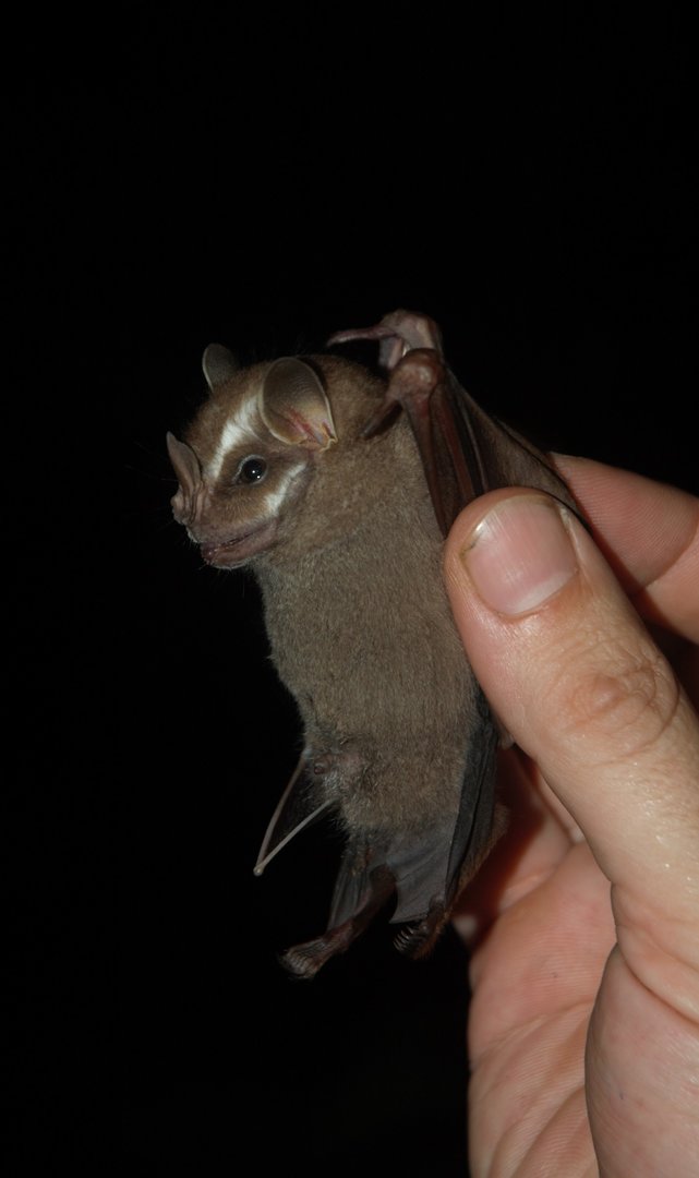 Greater Stripe-faced Bat (Vampyrodes major)