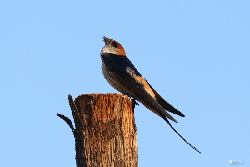 greater striped swallow (Cecropis cucullata)