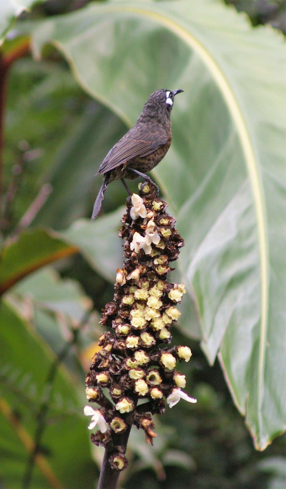 Greater Sulawesi Honeyeater (Myza sarasinorum chionogenys)