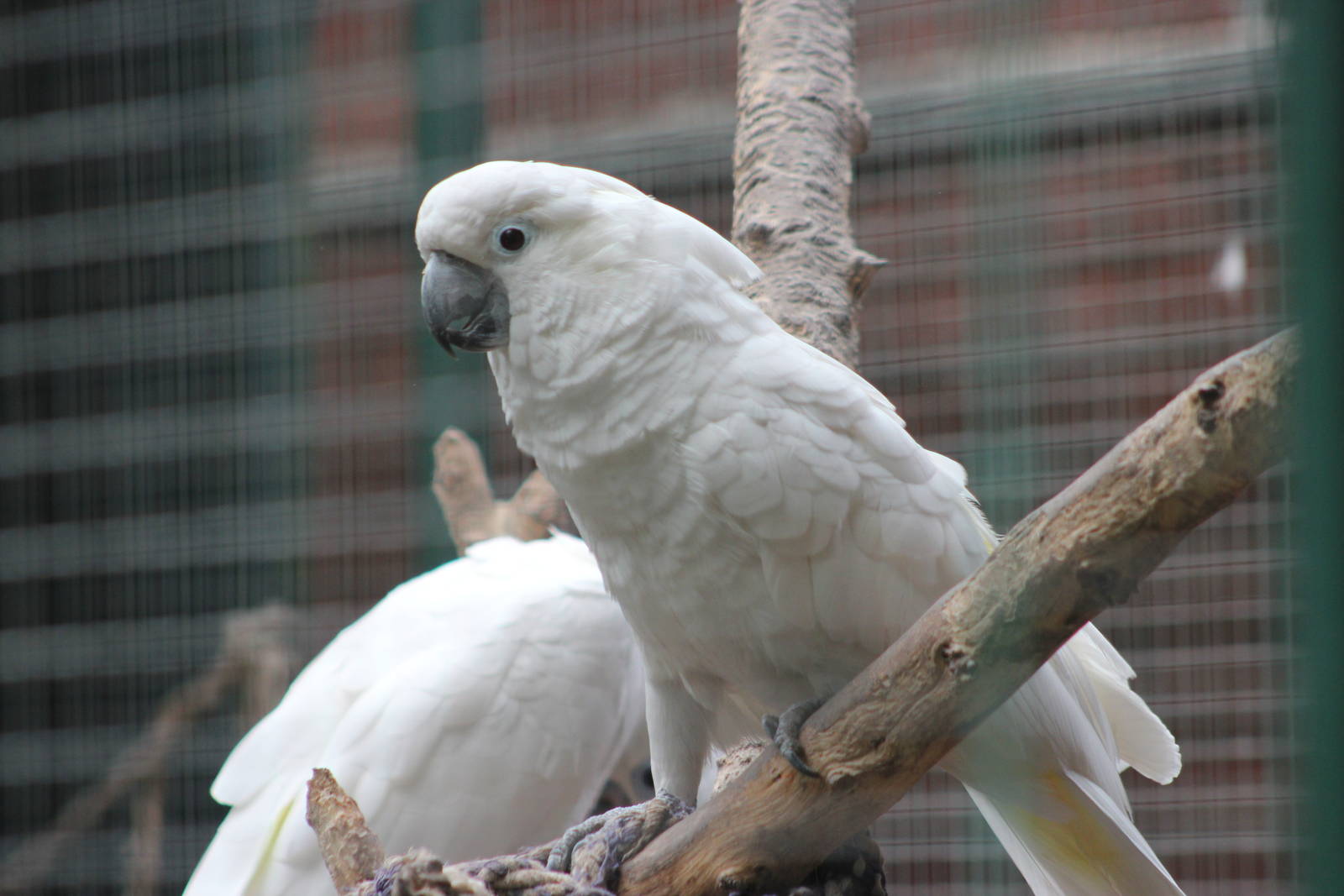 Greater sulfur-crested cockatoo