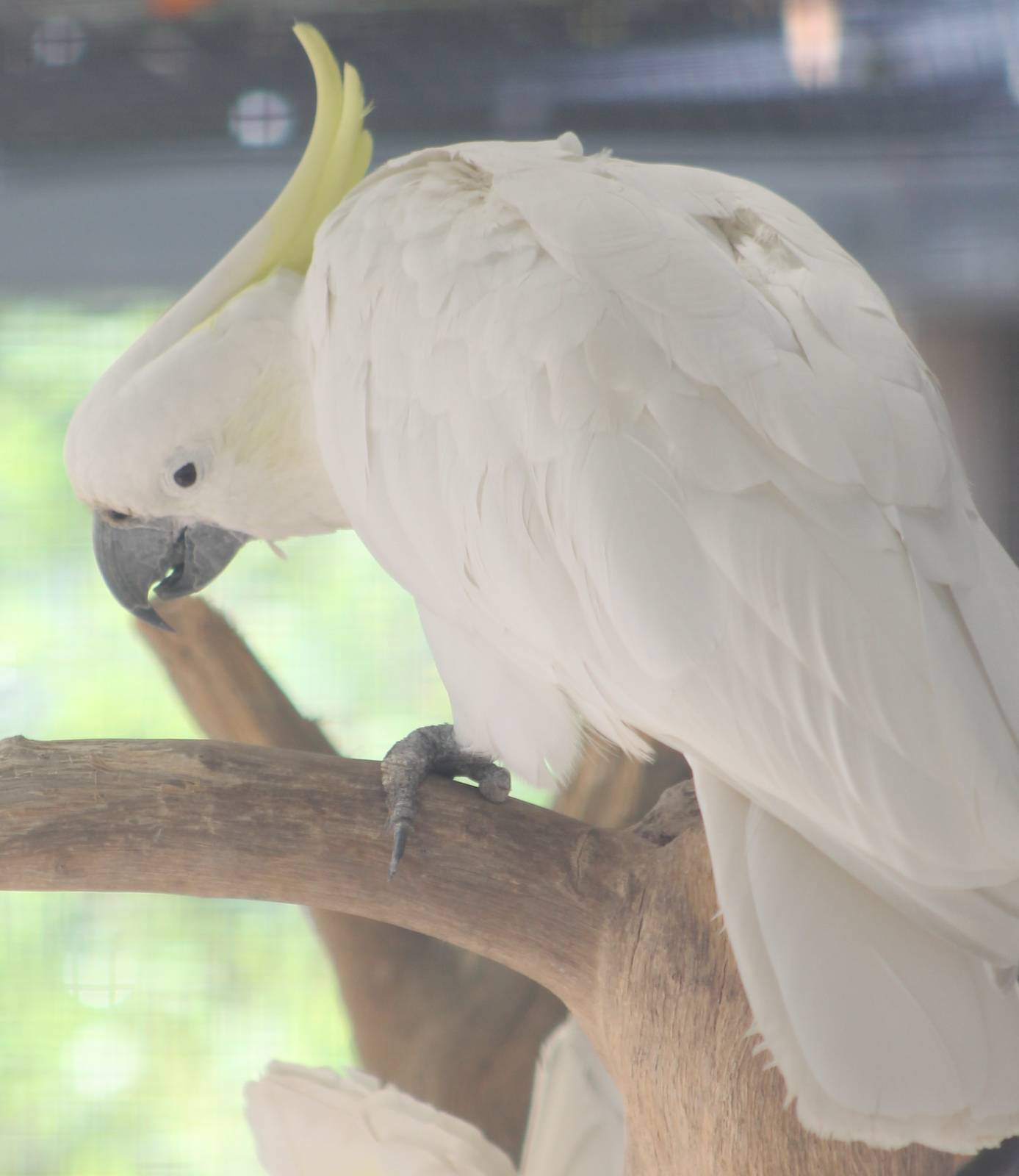 Greater sulpher-crested cockatoo