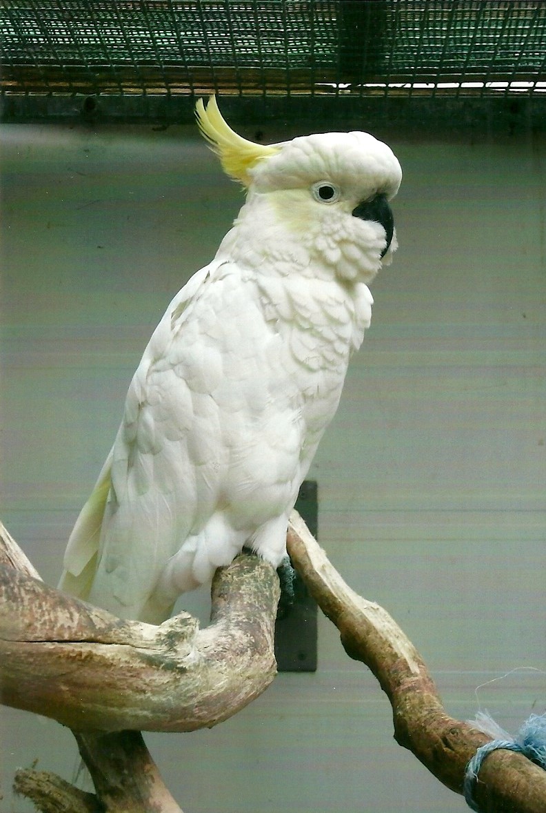 Greater Sulphur-crested Cockatoo, 13th September 2013