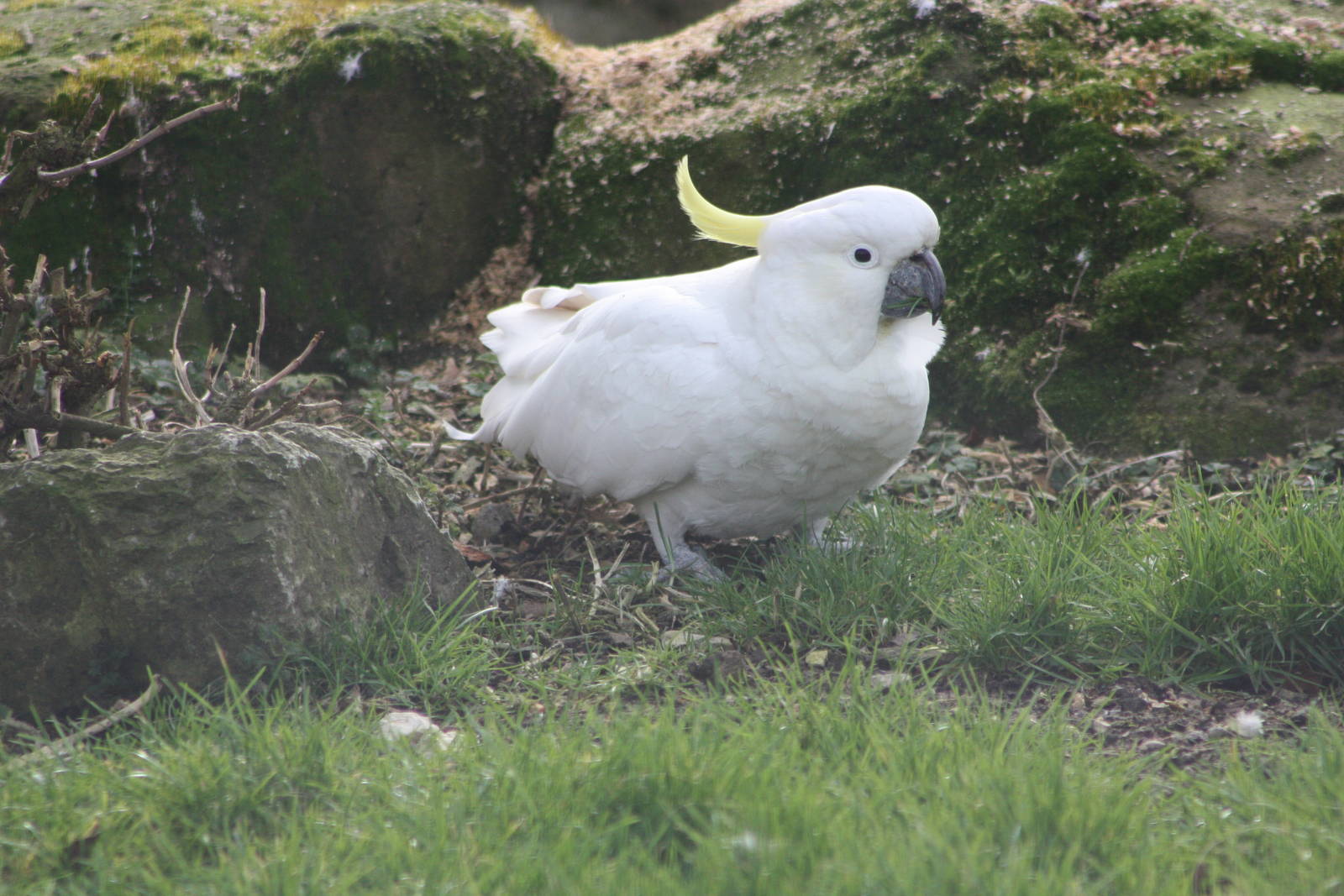 Greater Sulphur-crested Cockatoo, 18th February 2015