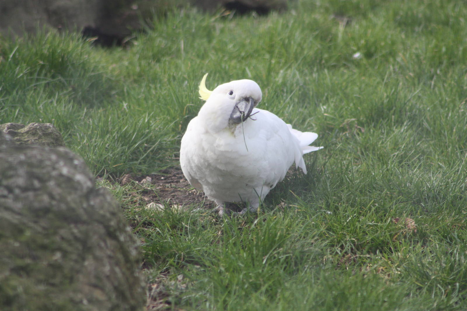 Greater Sulphur-crested Cockatoo, 18th February 2015