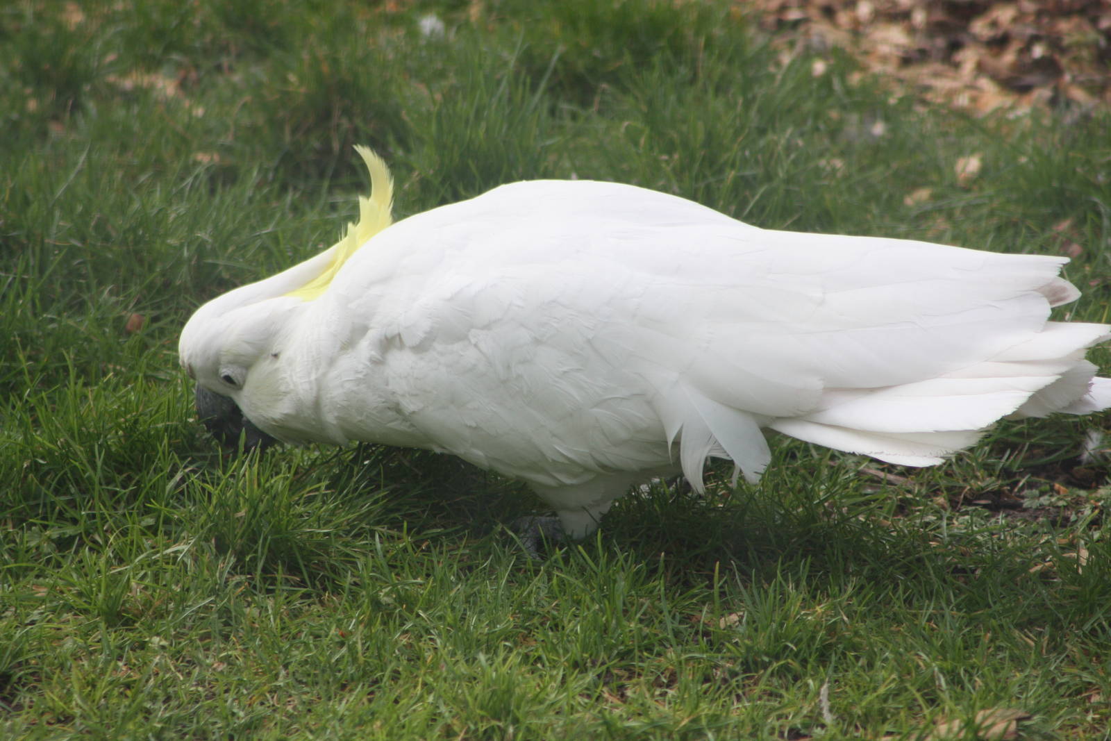 Greater Sulphur-crested Cockatoo, 18th February 2015